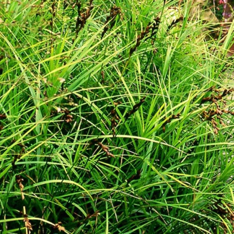 Carex muskingumensis - Palmzegge (Groeiplaats)