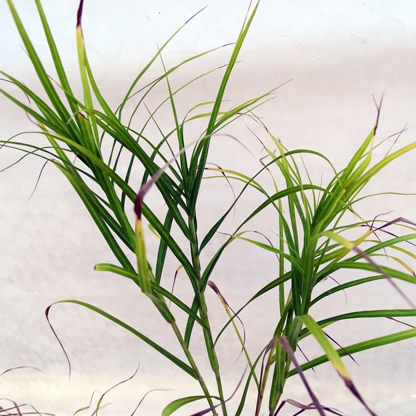 Carex muskingumensis - Palmzegge (Blad)