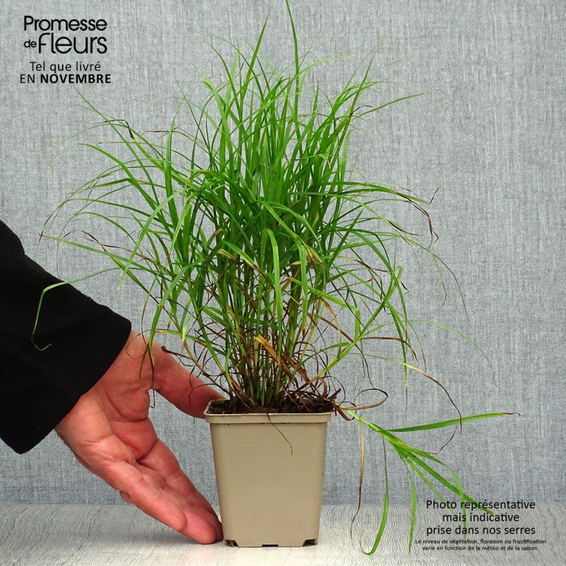 Exemplaar van Carex muskingumensis - Palmzegge Kweekpotje van 8/9 cm zoals geleverd in de herfst