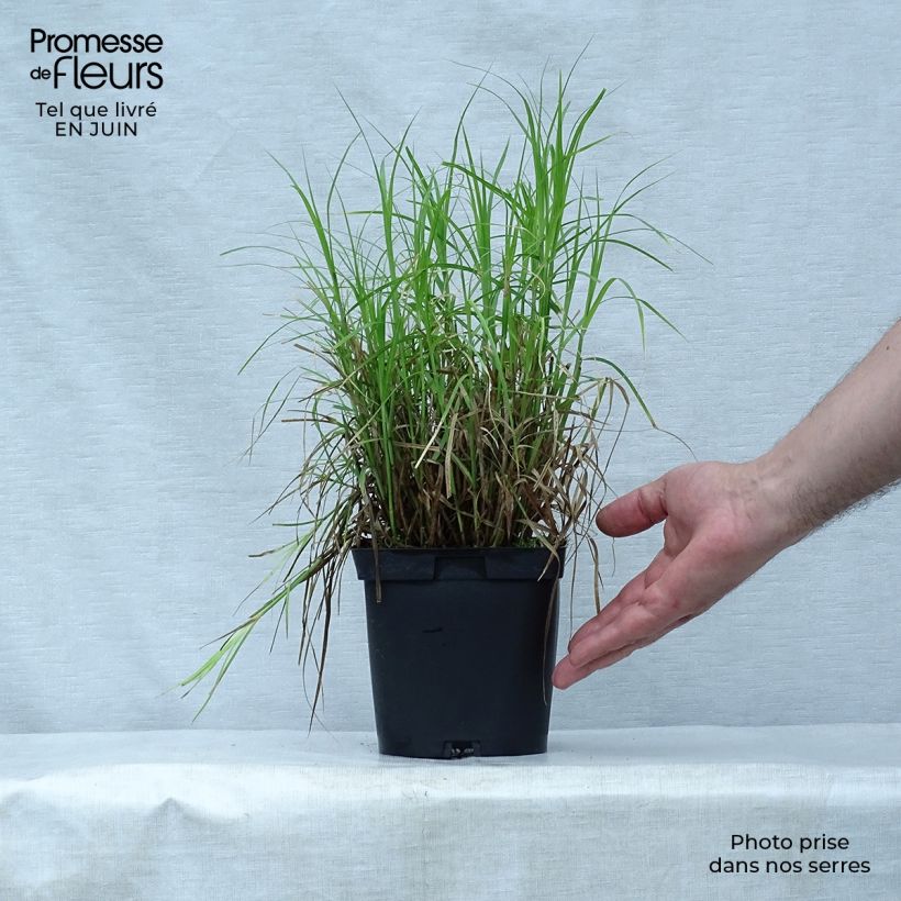 Exemplaar van Carex muskingumensis - Palmzegge Pot van 2 l/3 l zoals geleverd in de zomer
