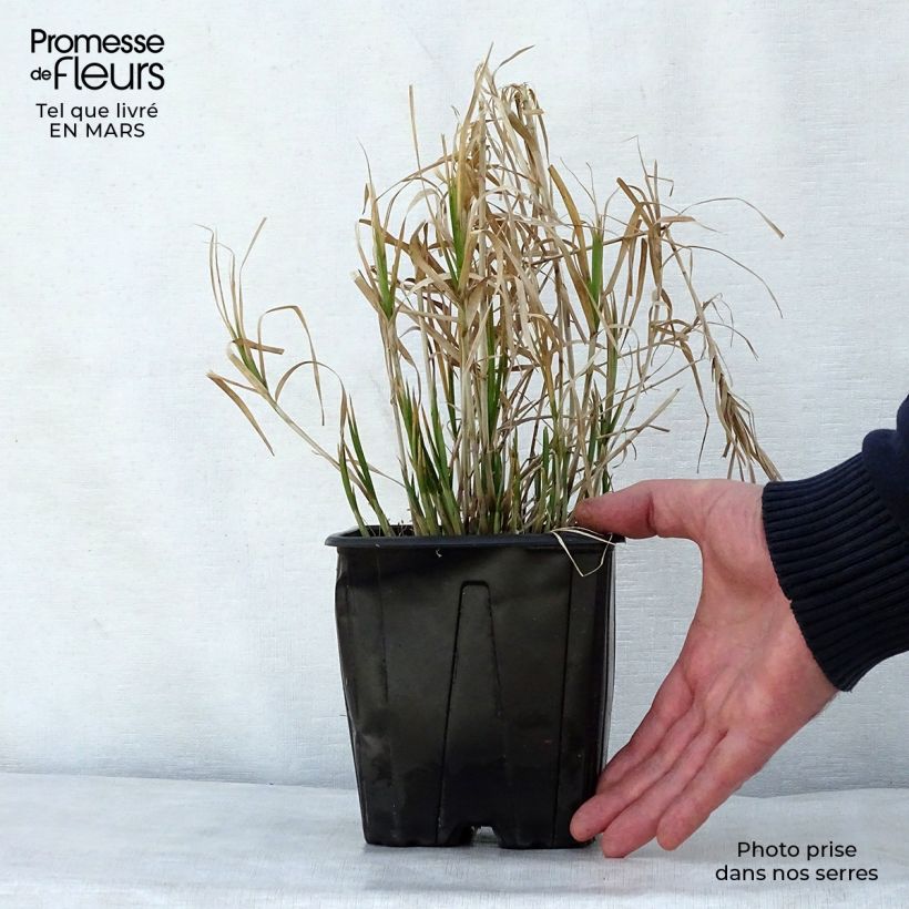 Exemplaar van Carex muskingumensis - Palmzegge Pot van 2 l/3 l zoals geleverd in de lente