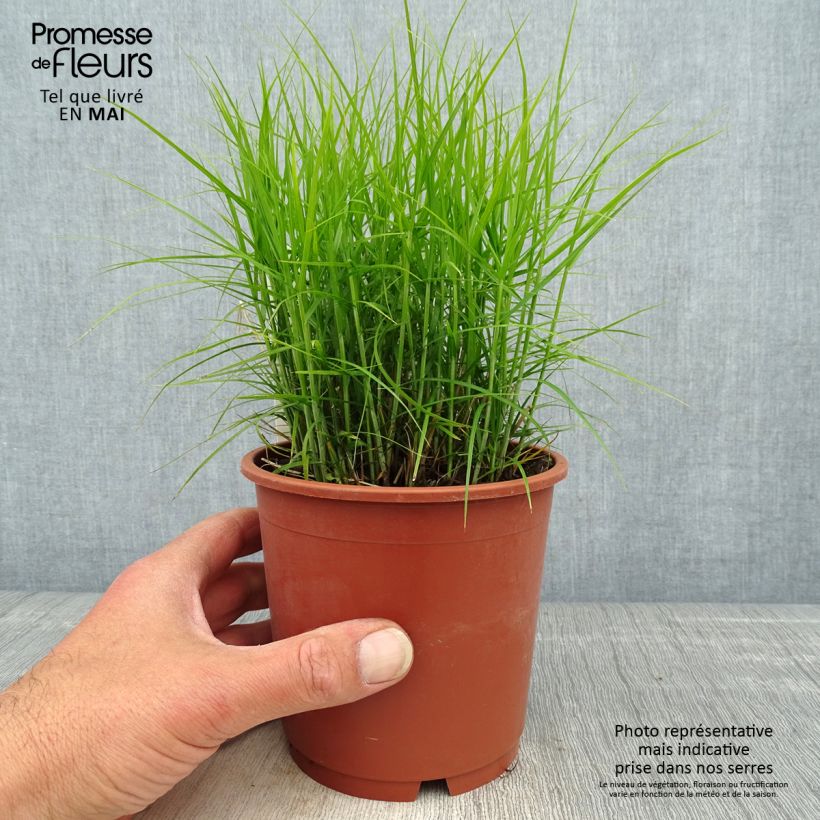 Exemplaar van Carex muskingumensis Little Midge - Palmzegge Pot van 1 l/1,5 l zoals geleverd in de lente