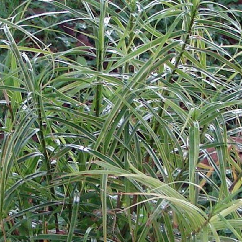 Carex muskingumensis Oehme - Palmzegge (Blad)