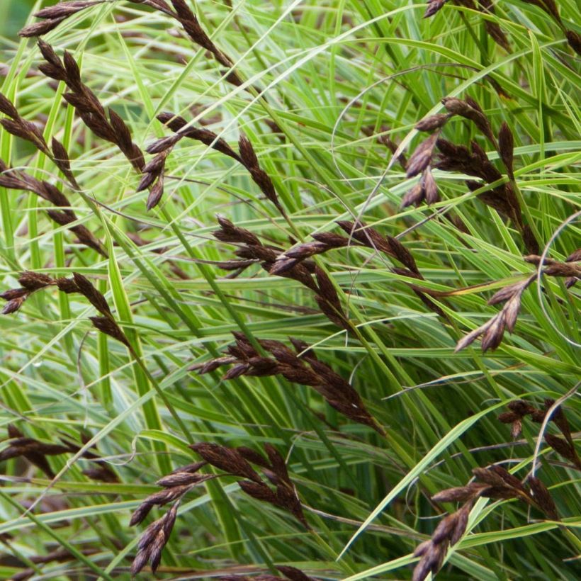 Carex muskingumensis Oehme - Palmzegge (Bloei)