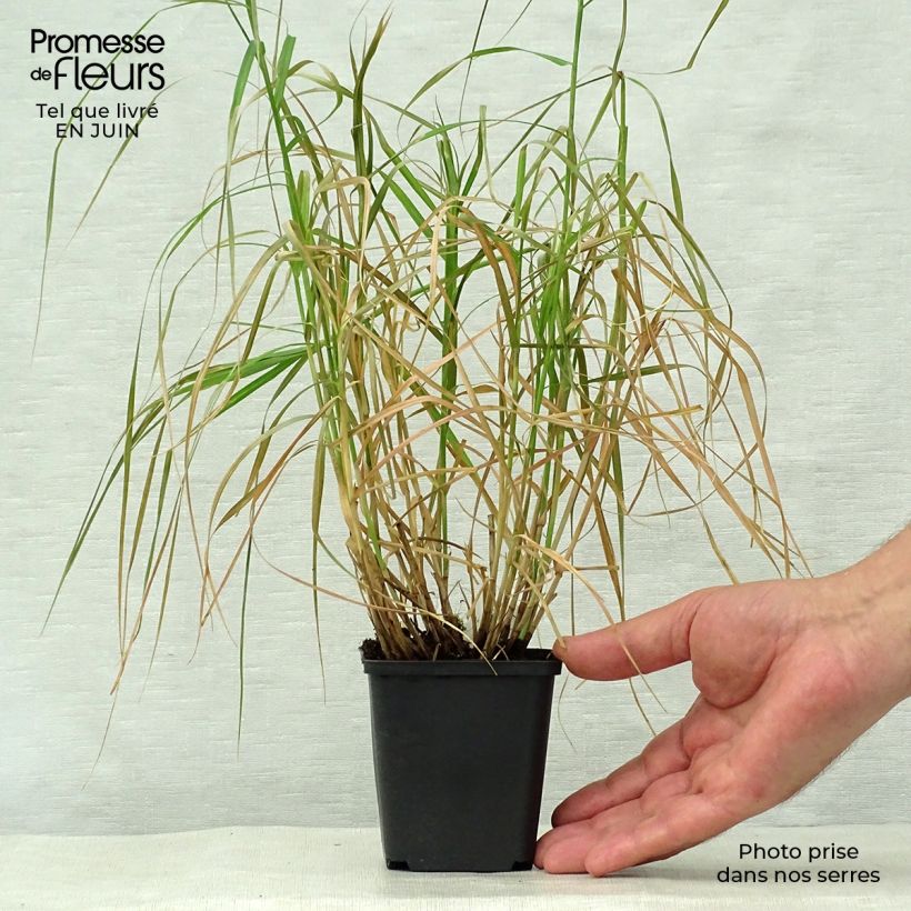 Exemplaar van Carex muskingumensis Silberstreif - Palmzegge Kweekpotje van 8/9 cm zoals geleverd in de zomer