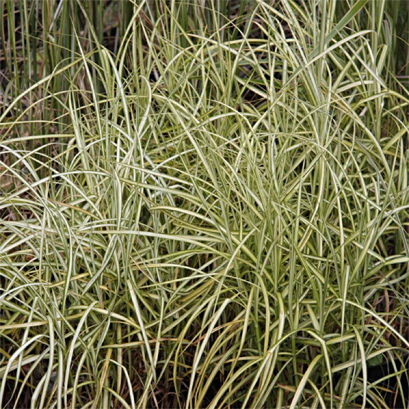 Carex muskingumensis Silberstreif - Palmzegge (Blad)