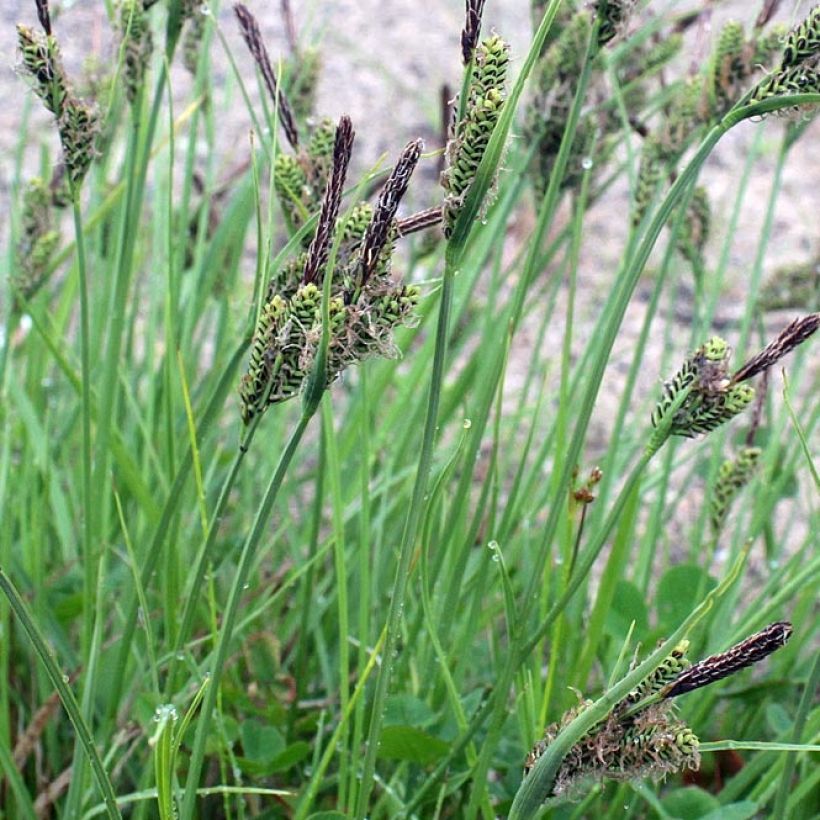 Carex nigra - Zwarte zegge (Blad)