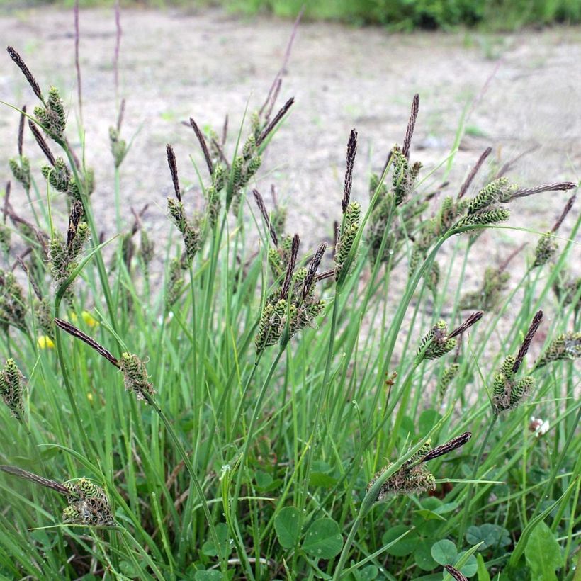 Carex nigra - Zwarte zegge (Groeiplaats)
