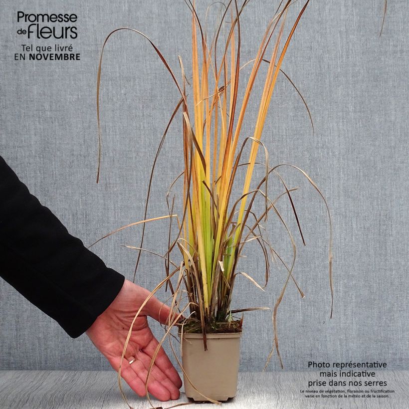 Exemplaar van Carex nigra - Zwarte zegge Kweekpotje van 8/9 cm zoals geleverd in de herfst