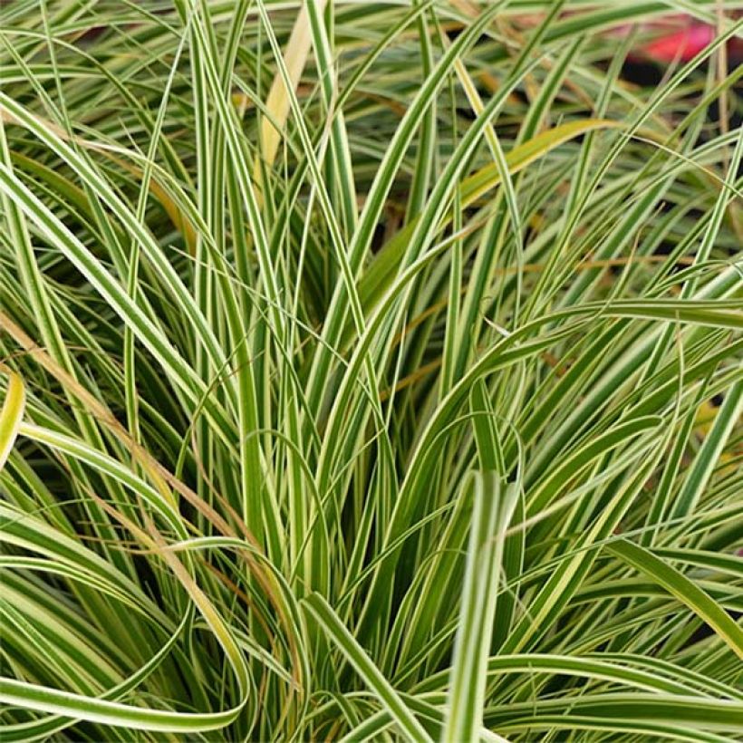 Carex oshimensis Evercream - Japanse zegge (Blad)