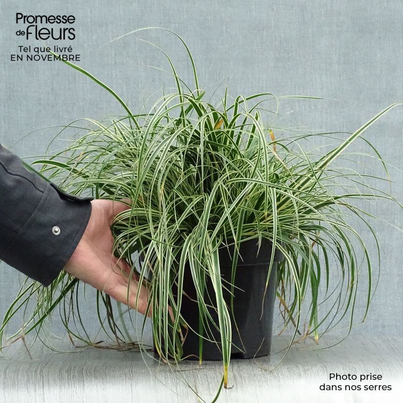 Exemplaar van Carex oshimensis Evercream - Japanse zegge Pot van 2 l/3 l zoals geleverd in de herfst
