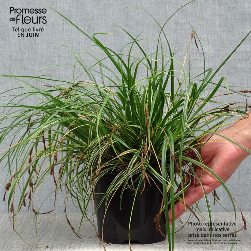 Exemplaar van Carex oshimensis Evercream - Japanse zegge Pot van 2 l/3 l zoals geleverd in de zomer