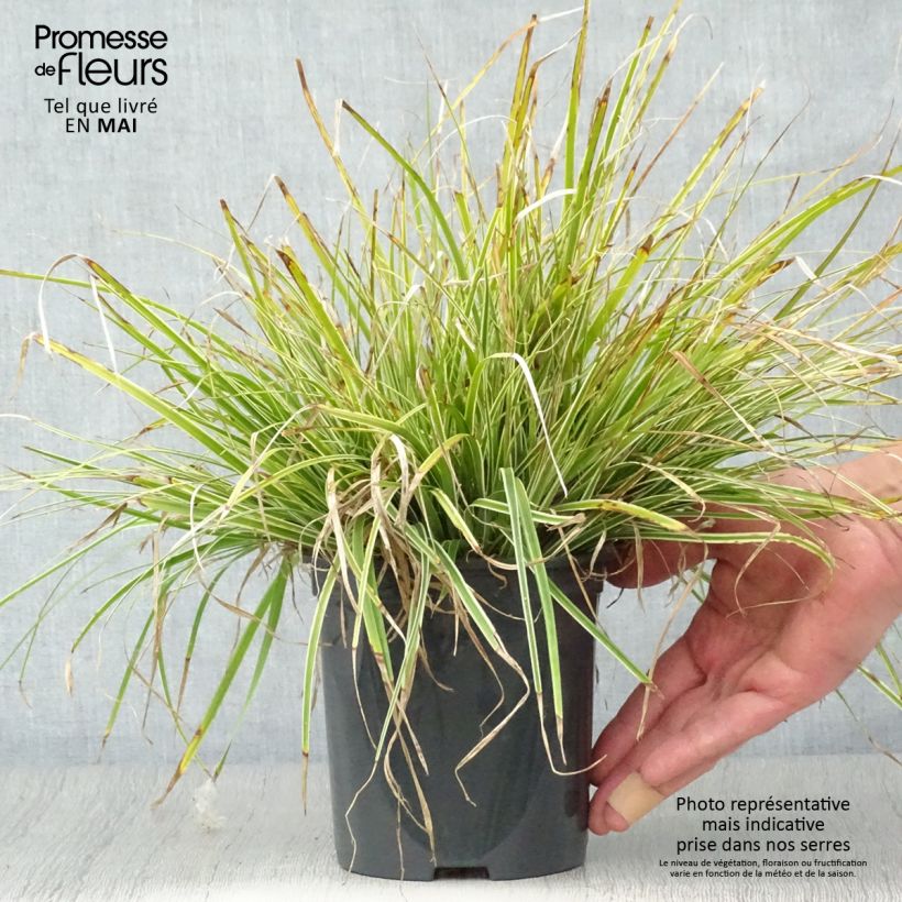 Exemplaar van Carex oshimensis Everest - Japanse zegge Pot van 2 l/3 l zoals geleverd in de lente