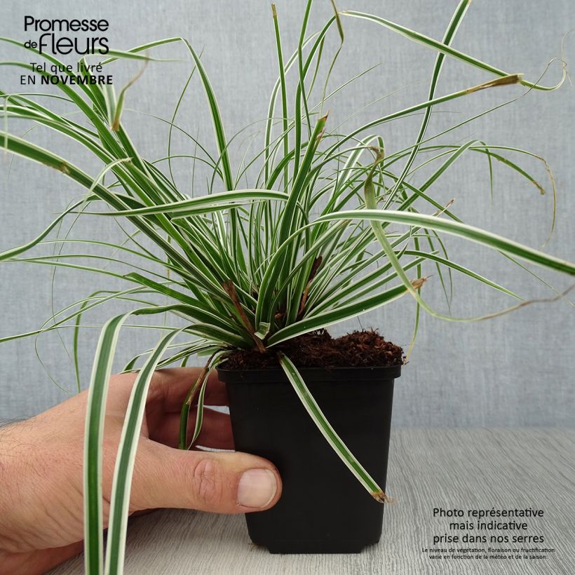 Exemplaar van Carex oshimensis Everest - Japanse zegge Kweekpotje van 8/9 cm zoals geleverd in de herfst