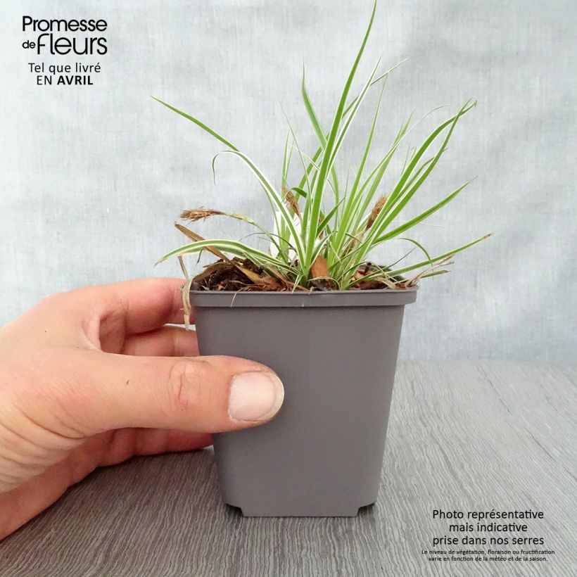 Exemplaar van Carex oshimensis Everest - Japanse zegge Kweekpotje van 8/9 cm zoals geleverd in de lente