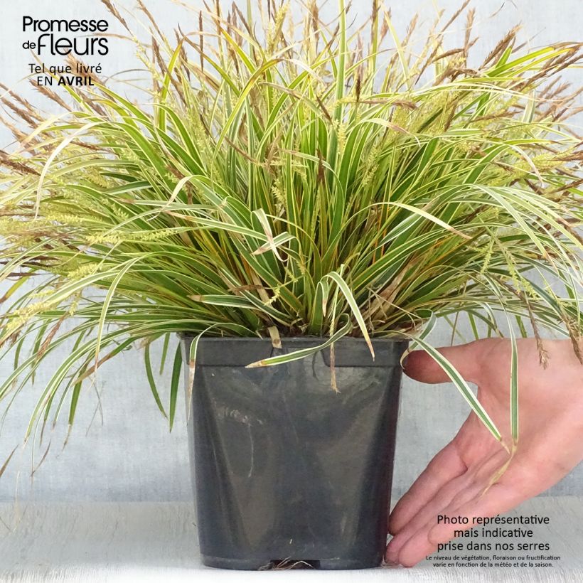 Exemplaar van Carex oshimensis Everglow - Japanse zegge Pot van 1,5 l/2 l zoals geleverd in de lente