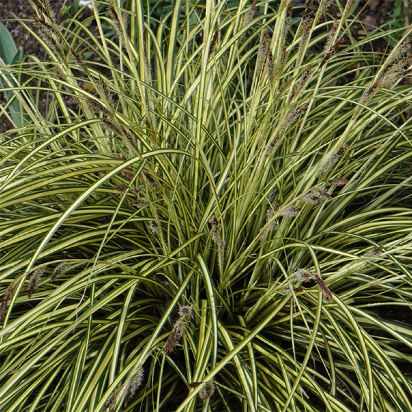 Carex oshimensis Evergold - Japanse zegge (Bloei)