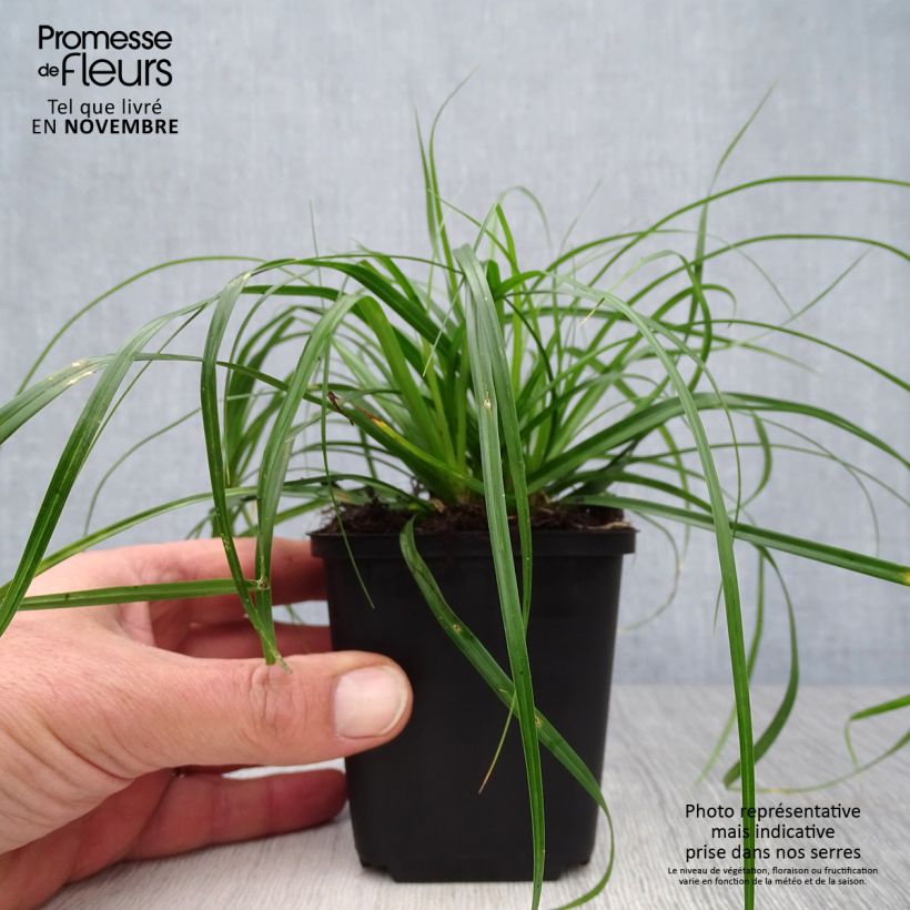 Exemplaar van Carex oshimensis Evergreen - Japanse zegge Kweekpotje van 8/9 cm zoals geleverd in de herfst