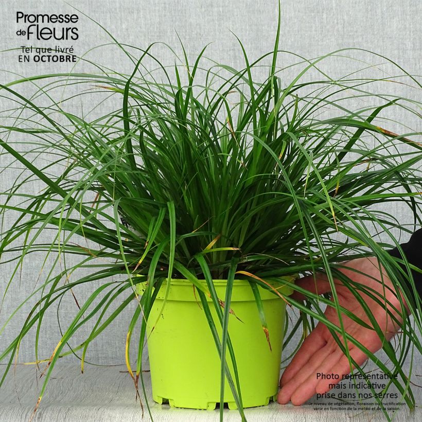 Exemplaar van Carex oshimensis Evergreen - Japanse zegge Pot van 2 l/3 l zoals geleverd in de herfst