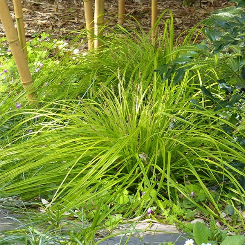 Carex oshimensis Everillo - Japanse zegge (Groeiplaats)