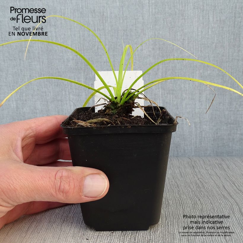 Exemplaar van Carex oshimensis Everillo - Japanse zegge Kweekpotje van 8/9 cm zoals geleverd in de herfst