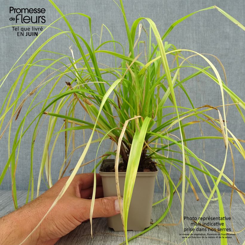 Exemplaar van Carex oshimensis Everillo - Japanse zegge Kweekpotje van 8/9 cm zoals geleverd in de zomer
