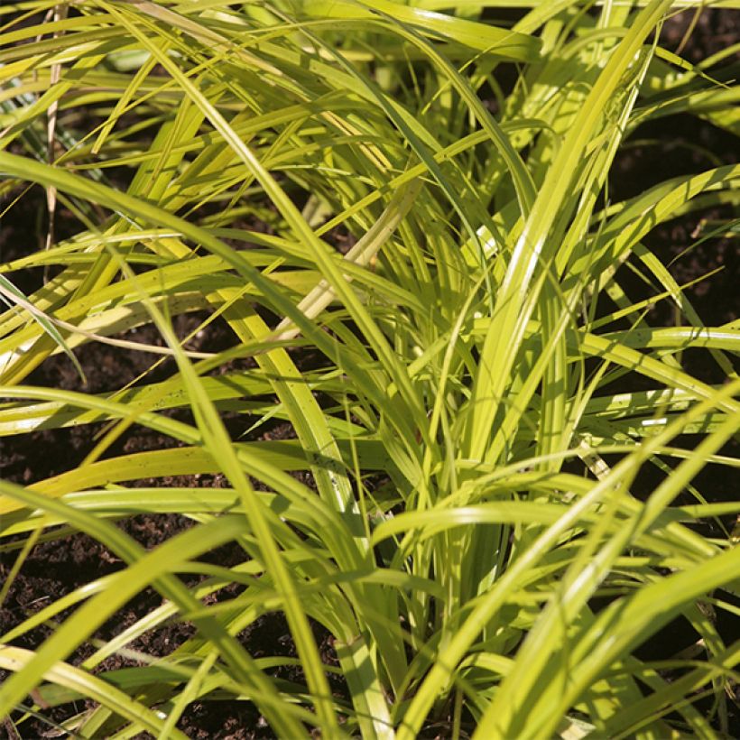 Carex oshimensis Everillo - Japanse zegge (Blad)
