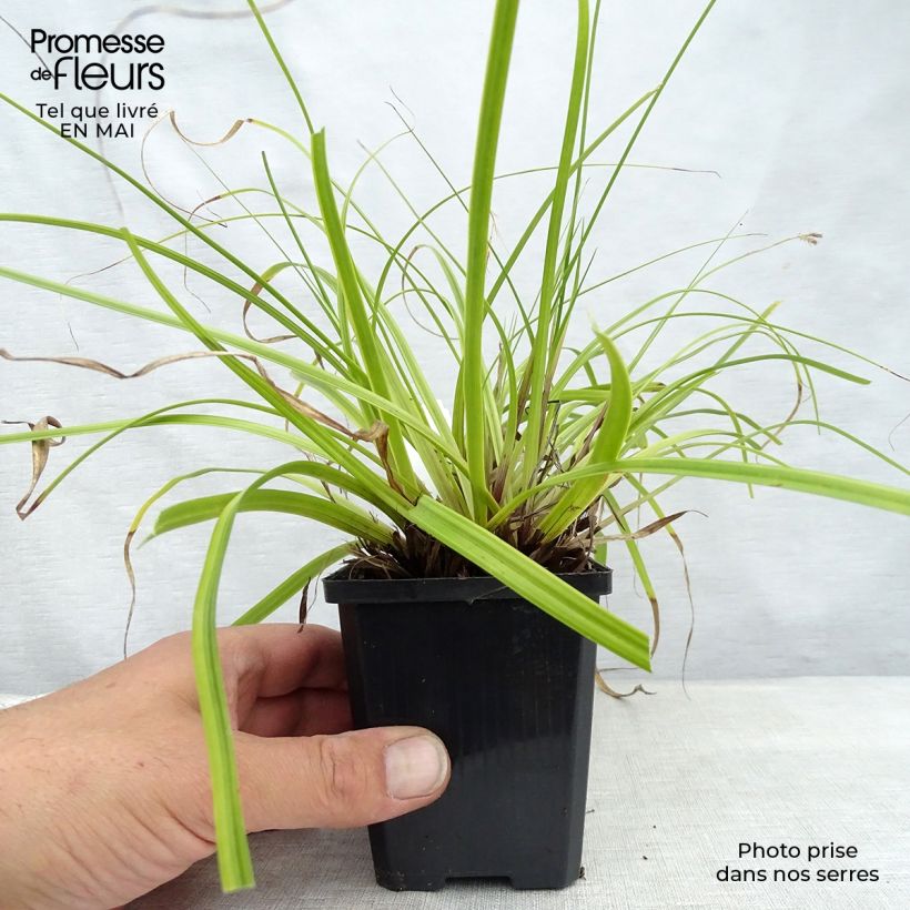Exemplaar van Carex oshimensis EverColor Everlime - Japanse zegge Kweekpotje van 8/9 cm zoals geleverd in de lente