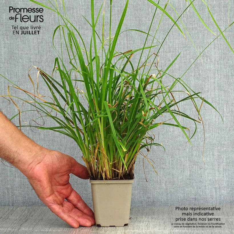Exemplaar van Carex oshimensis EverColor Everlime - Japanse zegge Kweekpotje van 8/9 cm zoals geleverd in de zomer