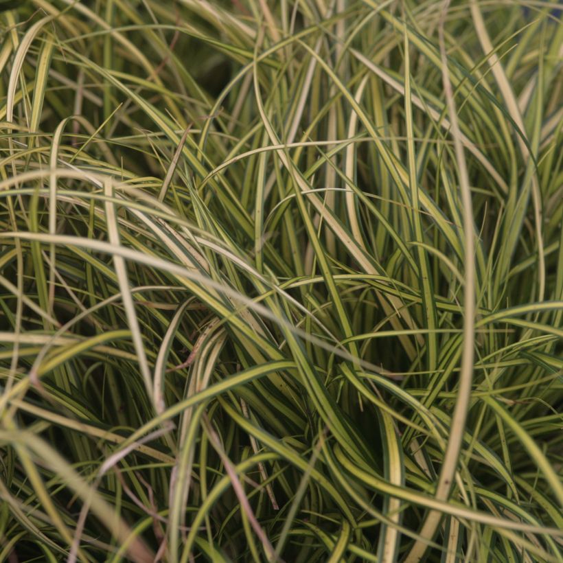 Carex oshimensis EverColor Eversheen - Japanse zegge (Blad)
