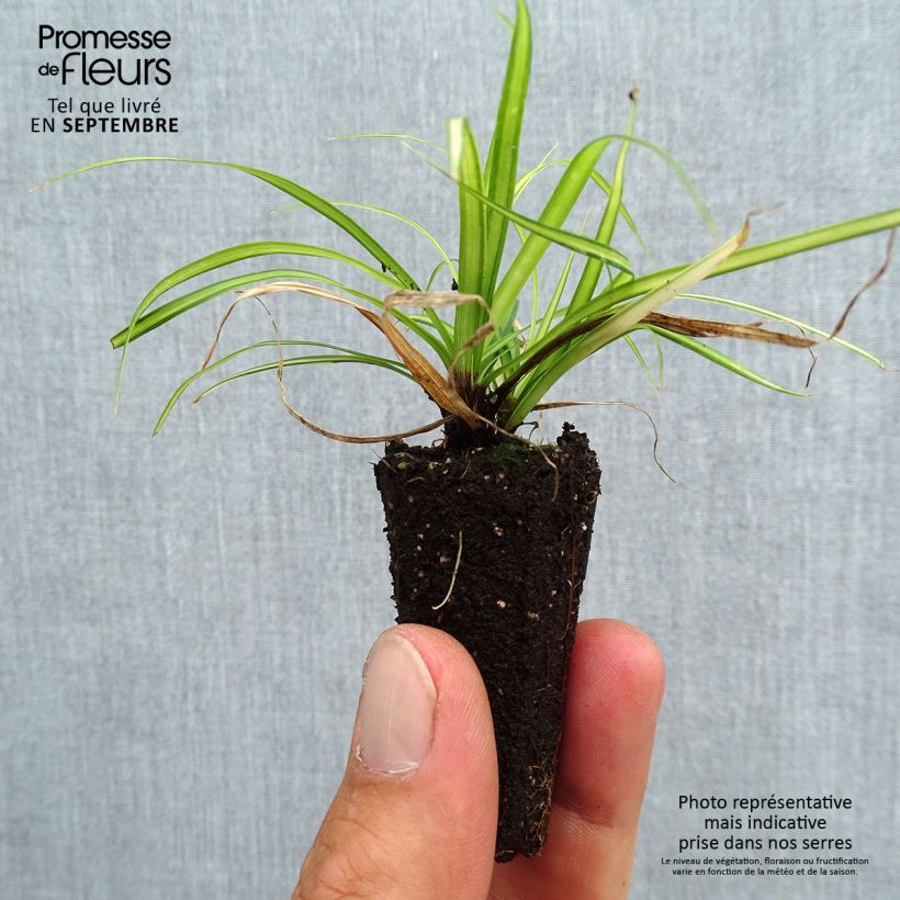 Exemplaar van Carex oshimensis EverColor Eversheen - Japanse zegge Mini-mot Ø 3/4 cm zoals geleverd in de herfst