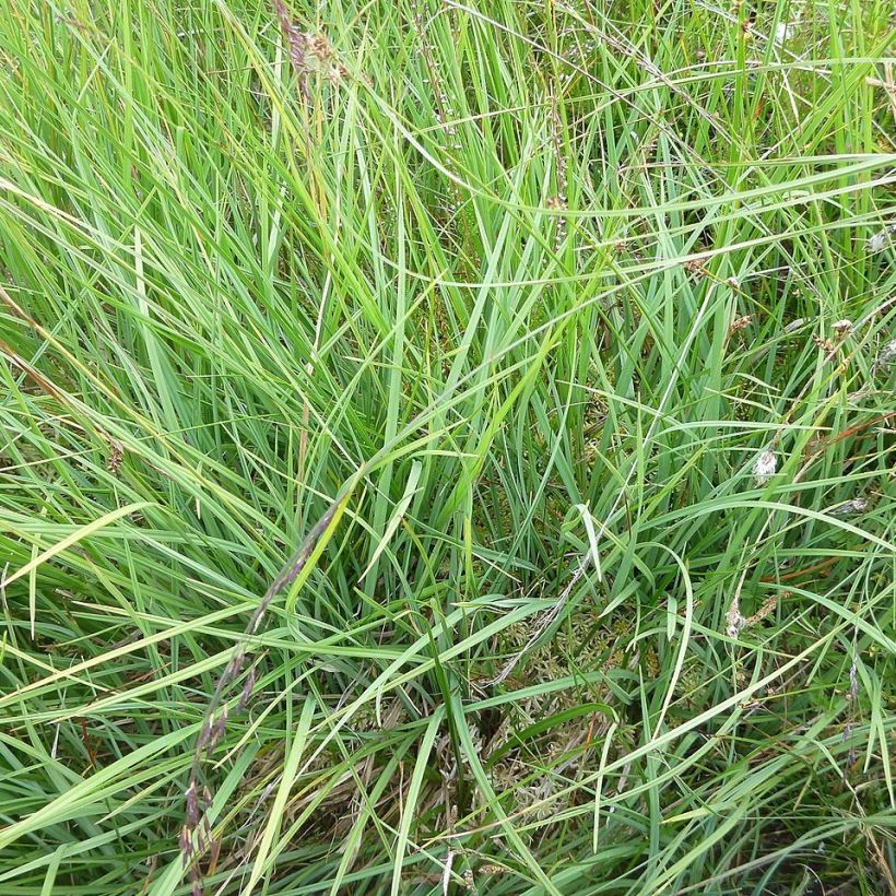 Carex panicea - Blauwe zegge (Blad)