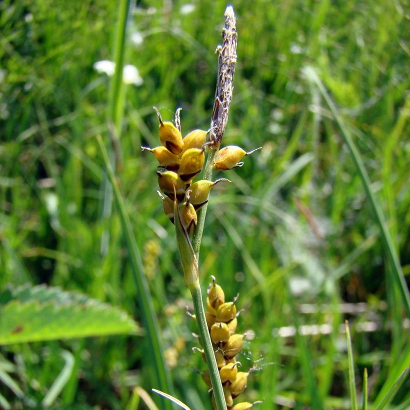 Carex panicea - Blauwe zegge (Bloei)