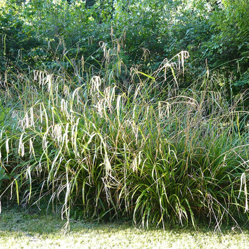 Carex pendula - Hangende zegge (Groeiplaats)