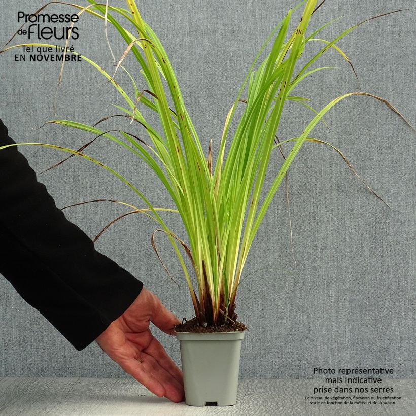 Exemplaar van Carex pendula - Hangende zegge Kweekpotje van 8/9 cm zoals geleverd in de herfst