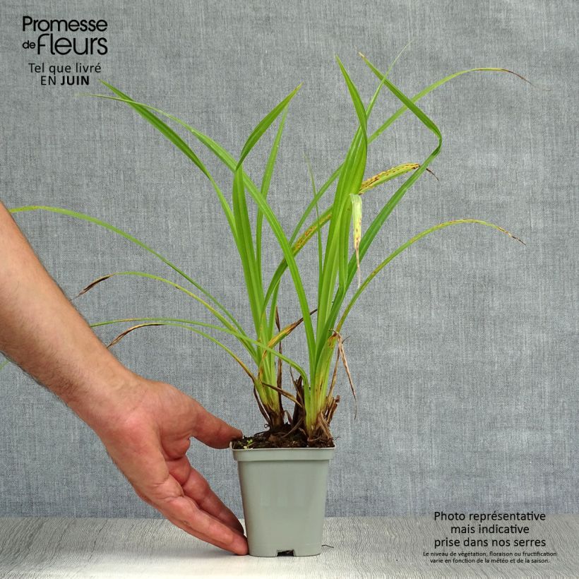 Exemplaar van Carex pendula - Hangende zegge Kweekpotje van 8/9 cm zoals geleverd in de zomer