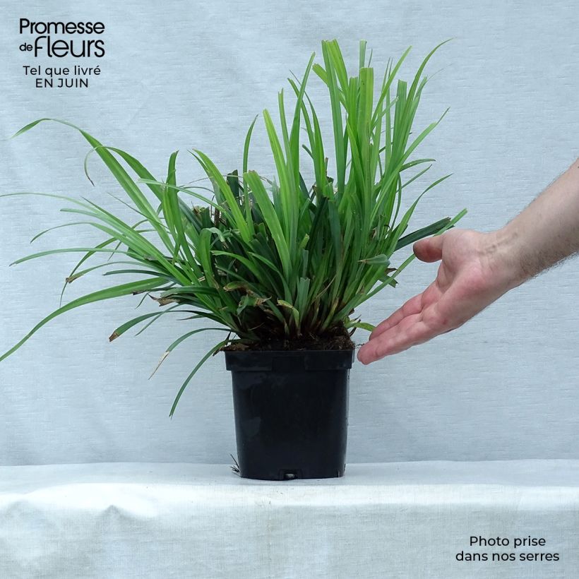 Exemplaar van Carex pendula - Hangende zegge Pot van 2 l/3 l zoals geleverd in de zomer