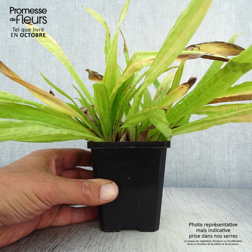 Exemplaar van Carex plantaginea - Breedbladige zegge Kweekpotje van 8/9 cm zoals geleverd in de herfst