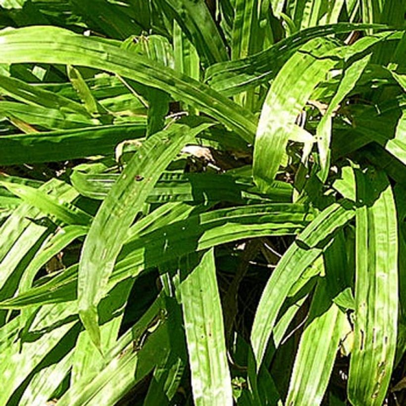 Carex plantaginea - Breedbladige zegge (Blad)