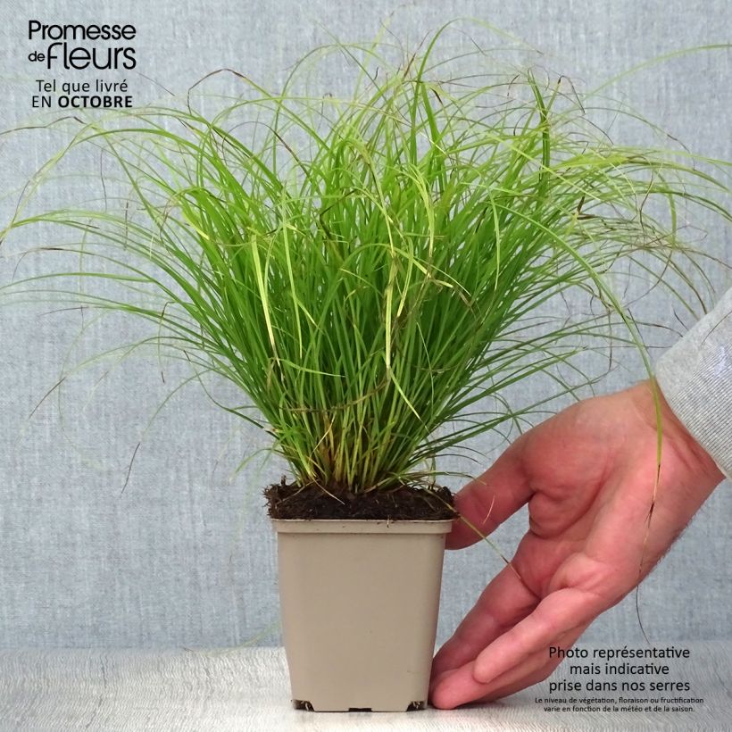 Exemplaar van Carex remota - IJle zegge Kweekpotje van 8/9 cm zoals geleverd in de herfst
