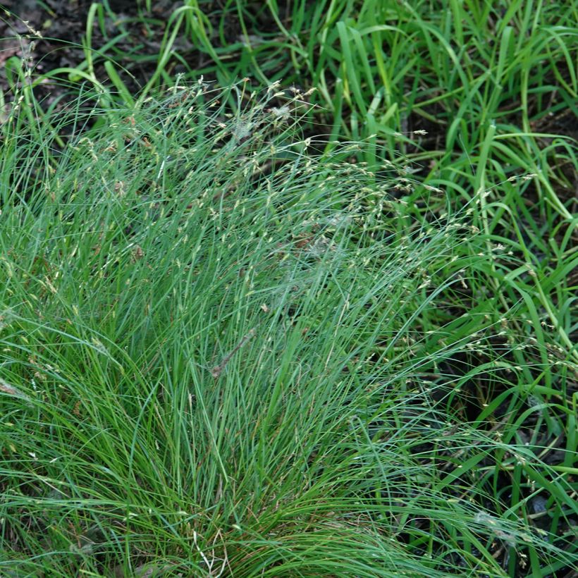 Carex remota - IJle zegge (Groeiplaats)
