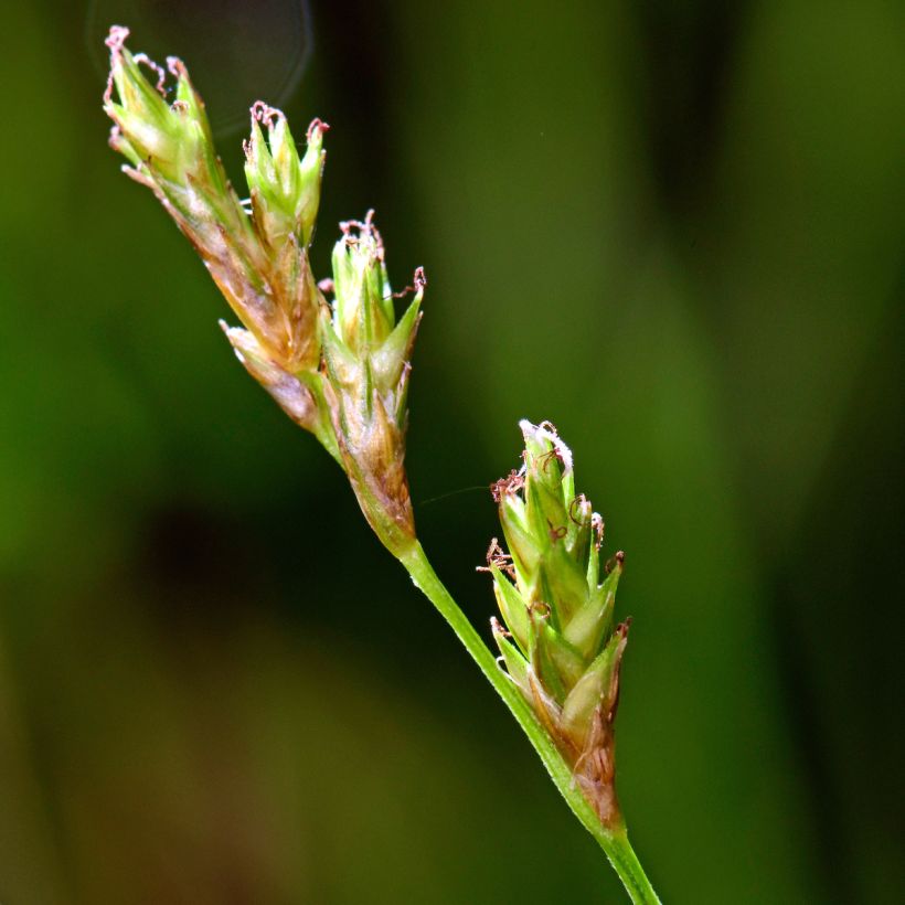 Carex remota - IJle zegge (Bloei)