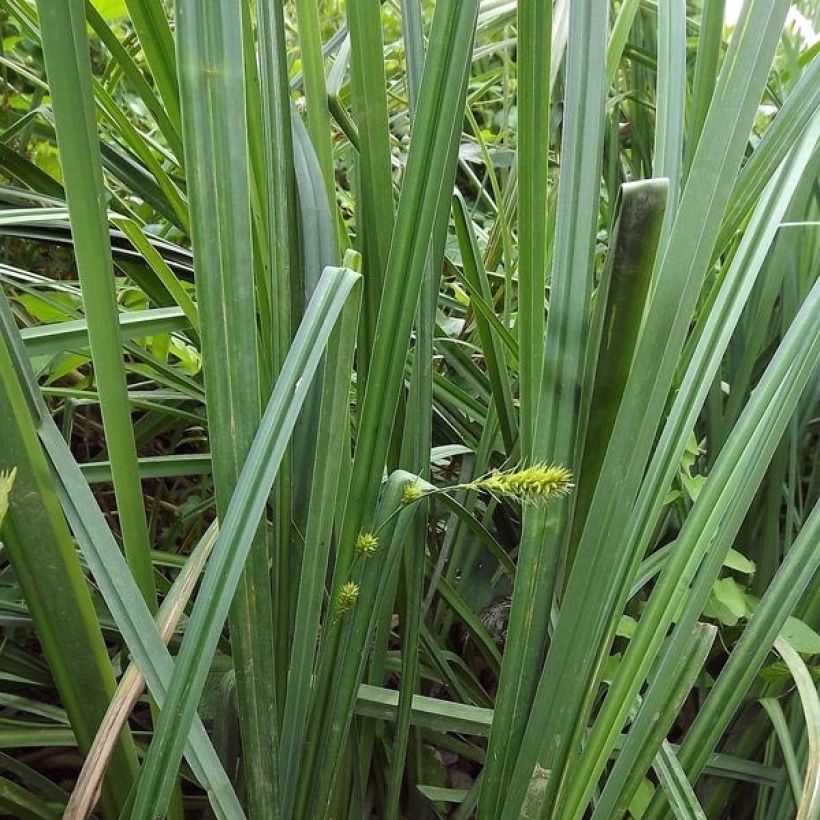 Carex riparia - Oeverzegge (Blad)