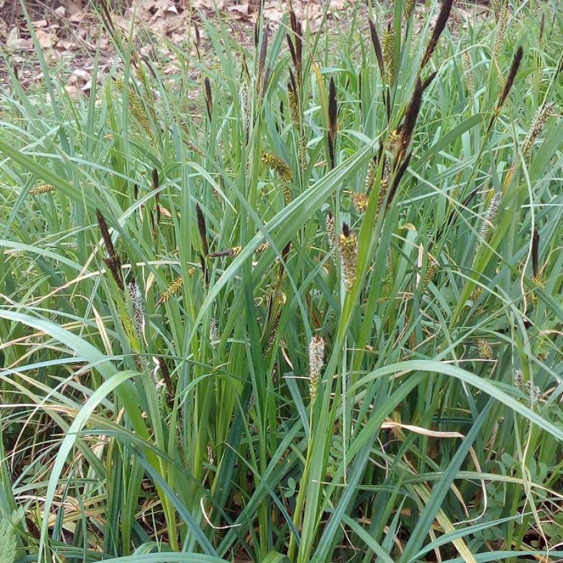 Carex riparia - Oeverzegge (Groeiplaats)