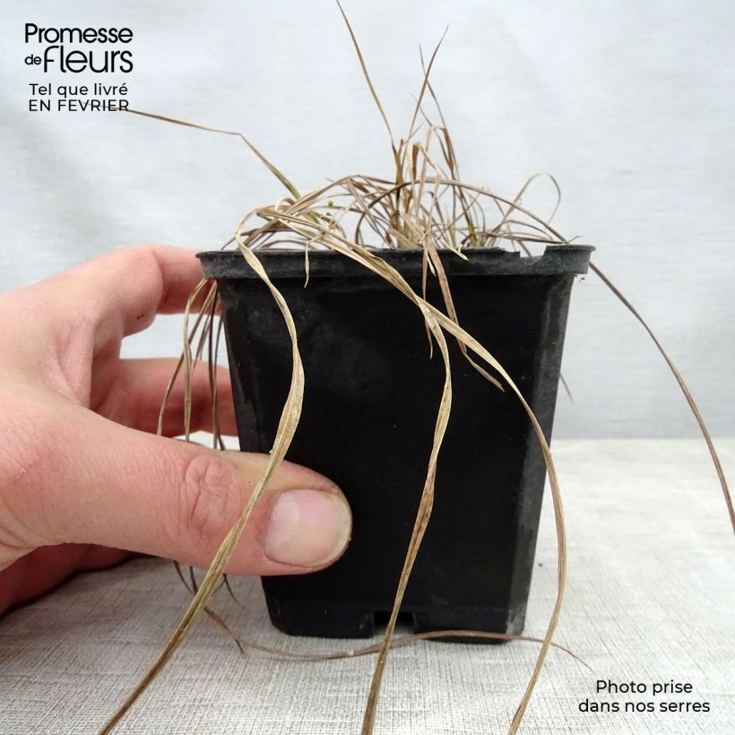 Exemplaar van Carex riparia Variegata - Oeverzegge Kweekpotje van 8/9 cm zoals geleverd in de winter