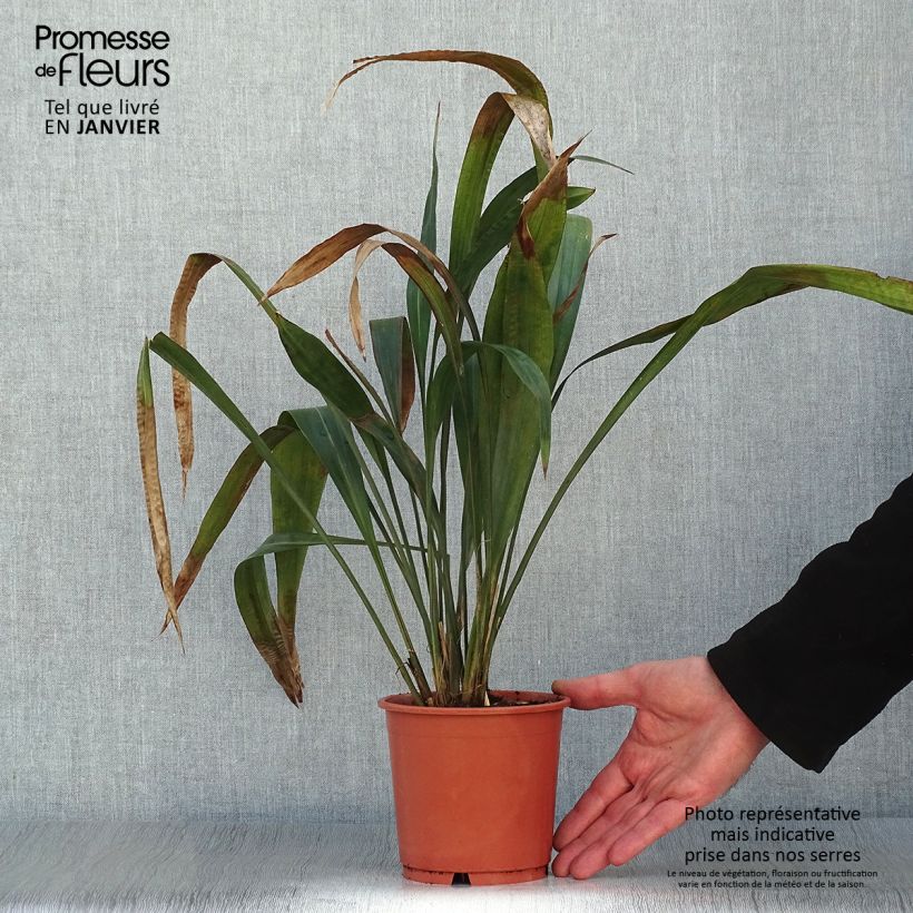 Exemplaar van Carex scaposa - Breedbladige zegge Pot van 1 l/1,5 l zoals geleverd in de winter