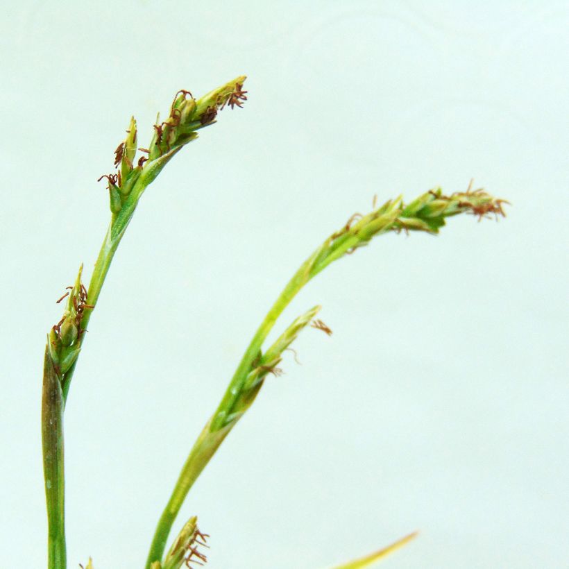 Carex siderosticha Variegata - Breedbladzegge (Bloei)