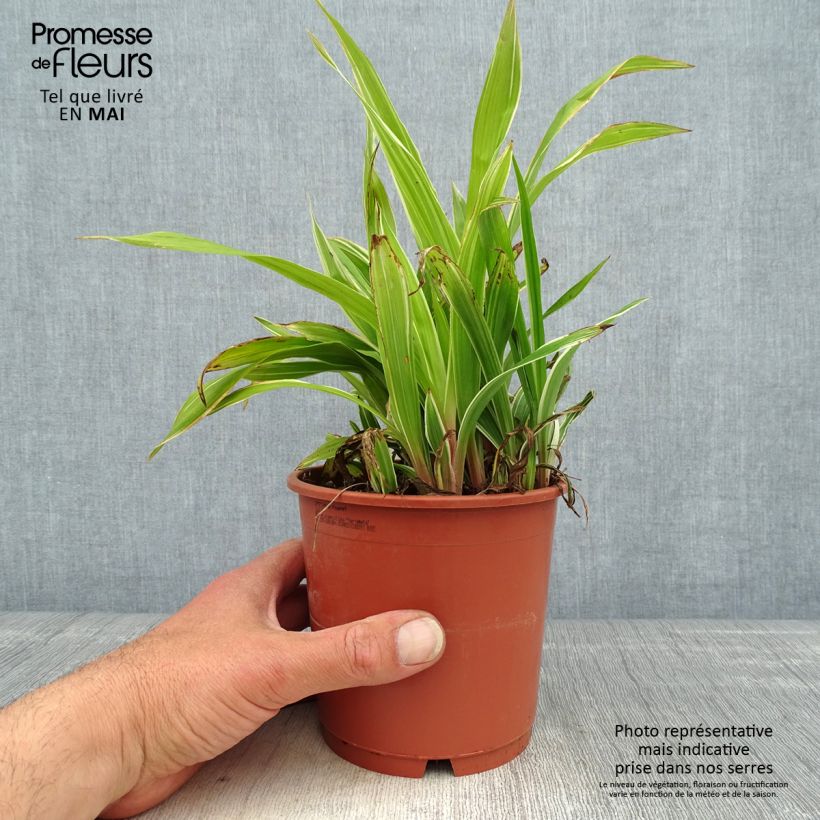 Exemplaar van Carex siderosticha Variegata - Breedbladzegge Pot van 1 l/1,5 l zoals geleverd in de lente