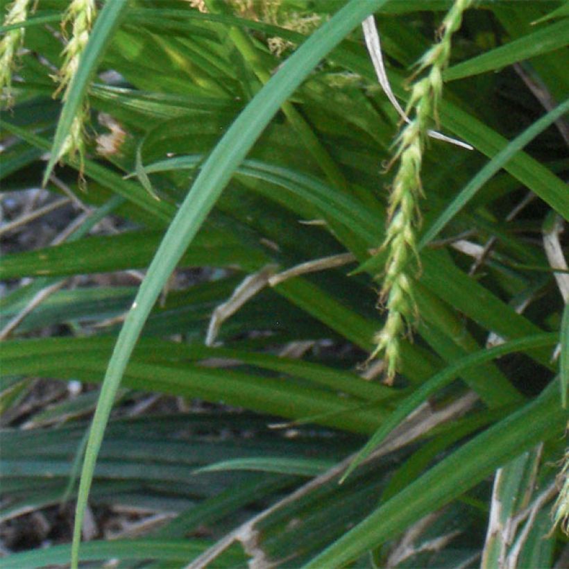 Carex sylvatica - Boszegge (Blad)