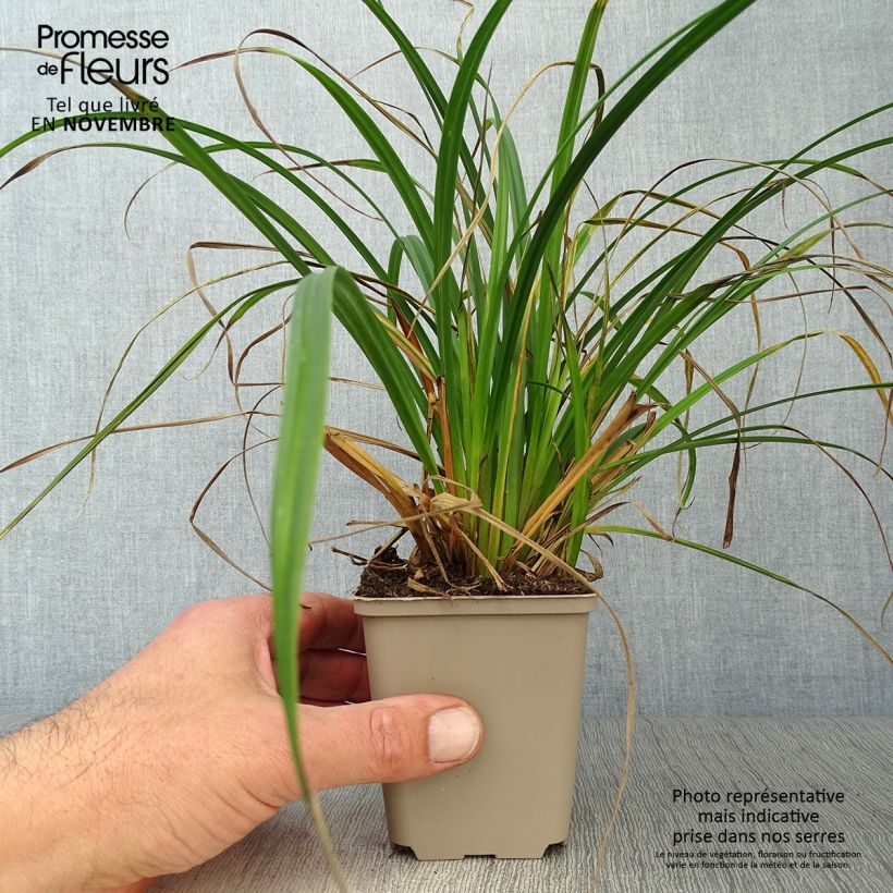 Exemplaar van Carex sylvatica - Boszegge Kweekpotje van 8/9 cm zoals geleverd in de herfst
